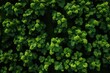  an overhead view of a green plant with lots of leaves and green leaves in the center of the plant is a green plant with lots of leaves and green leaves in the center of the plant.