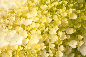 Poster - hydrangea in summer