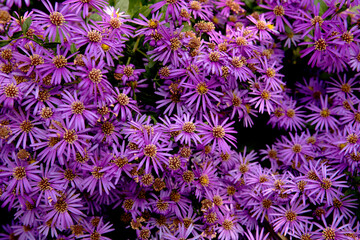 Canvas Print - purple asters