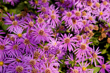 Poster - purple asters