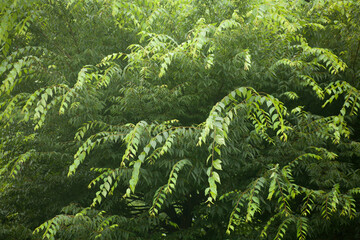 Wall Mural - zelkova leaves of summer