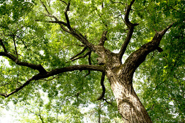 Sticker - oak tree in summer