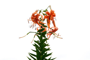 Poster - tiger lily flowers