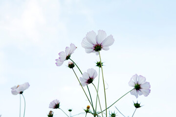 Canvas Print - white cosmos