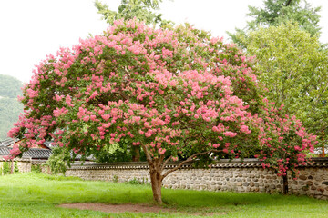 Poster - crape myrtle