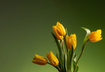 Wall Mural - yellow tulips with drops of water  on green background