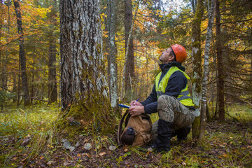 Wall Mural - A forest engineer inspects a forest planting. man, 45 years old. Looks up.