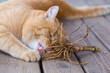 A ginger cat is gnawing on valerian root.