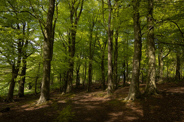 Wall Mural - Footpath in the woods, scotland