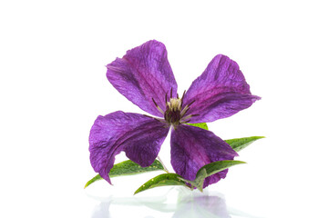 Poster - Purple beautiful single Clematis flower on a white background.