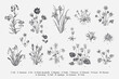 Millefleurs. Second set. Vintage vector botanical illustration. Black and white