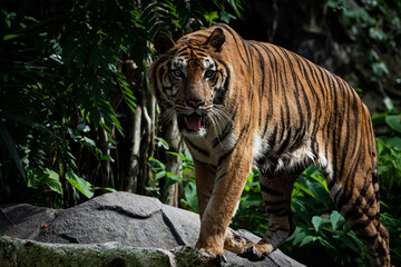 Wall Mural - Photos of tiger in naturally.