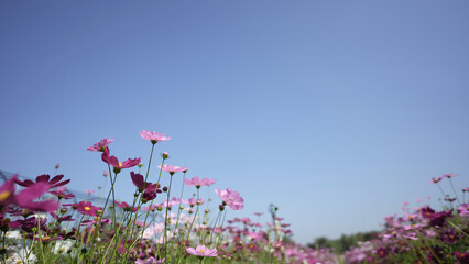 Wall Mural - Delicate pink cosmos flower with blue sky