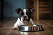 french bulldog puppy sitting at home eatinf dry pet food