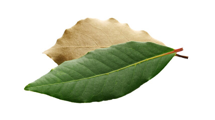 Wall Mural - Fresh green and dry yellow bay leaf isolated on white