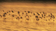 © ADDICTIVE STOCK - Dunlin migration at Snettisham coast at sunset