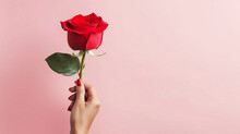 A female hand holding a red rose isolated on pink background, a beautiful Rose for valentines day , wedding  and mothers day