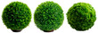 Set of thuja bush in the shape of a ball in a pot, isolated on transparent background
