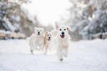 Poster - happy golden retriever dogs running in the winter forest