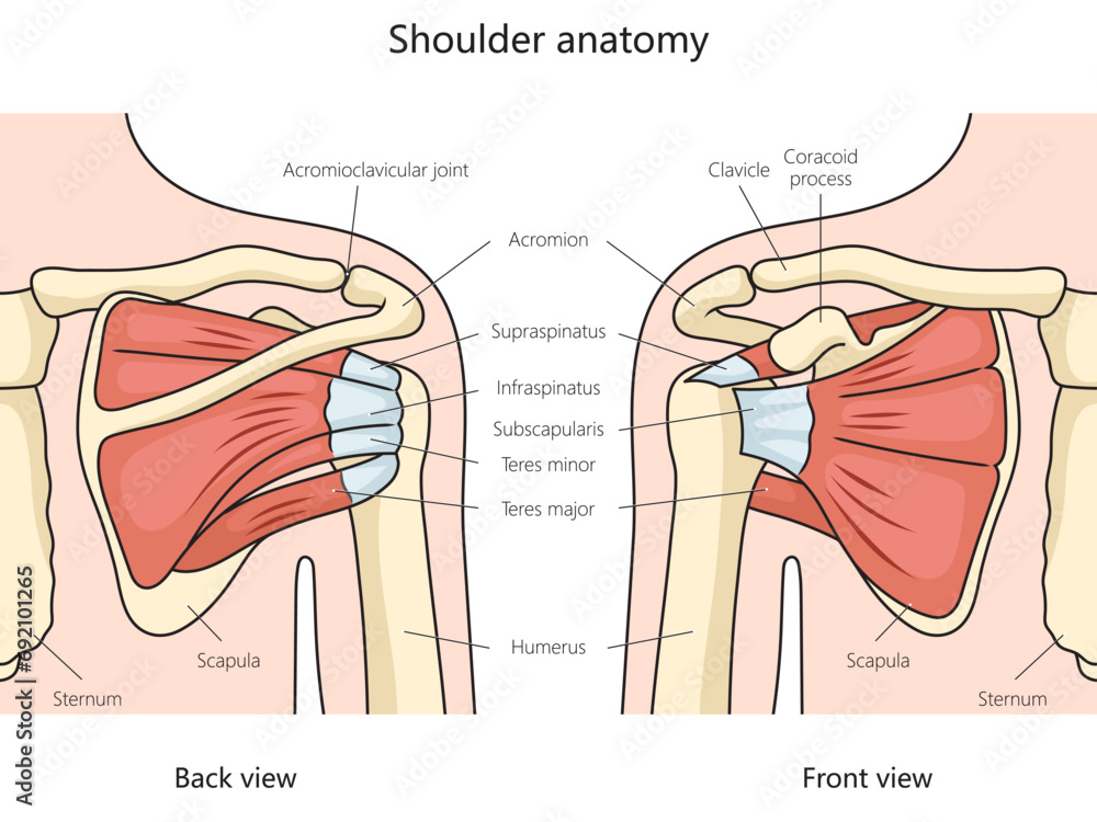 Shoulder Labeled shoulder anatomy structure diagram hand drawn schematic vector ...