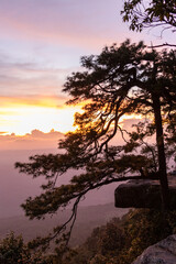 Wall Mural - Pine tree on top of mountain at sunrise, Phu Kradueng National Park, Loei, Thailand