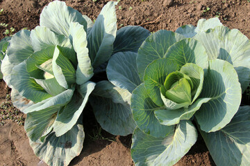 Wall Mural - Cabbage grows in the garden.