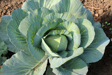 Canvas Print - Cabbage grows in the garden.