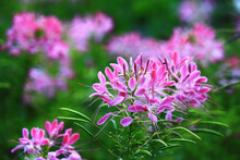 Spider Flowers Or Spiny Spiderflowers Or Cleome Hassleriana Flowers Blooming In The Garden