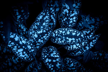 Tropical leaves, abstract nature background, dark blue toned.