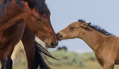 Canvas Print - Wild Horse Mare and Foal in Summer in the Wyoming Desert