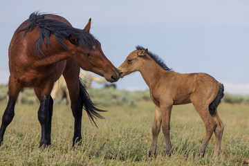 Poster - Wild Horse Mare and Foal in Summer in the Wyoming Desert