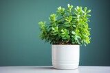 Fototapeta Konie - Flourishing Jade Plant in a Clean White Pot. Closeup of Bright Leaves and Branches - Botany and Environment