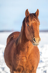 Wall Mural - Chestnut canadian horse outside in winter in quebec canada