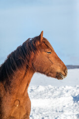 Wall Mural - Chestnut canadian horse outside in winter in quebec canada