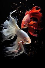 Wall Mural -  two red and white fish swimming in a black water with bubbles on the bottom of the water and on the bottom of the water is a black background.