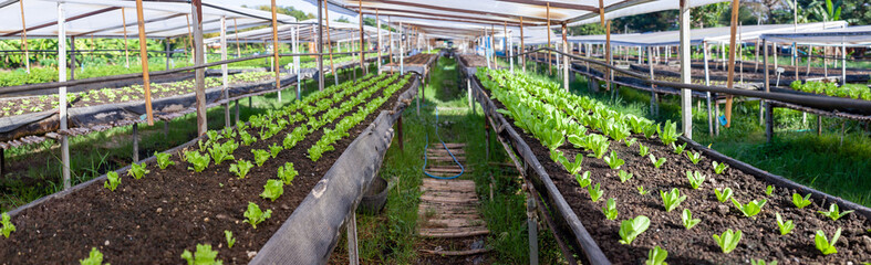 Wall Mural - Vegetables in the plot. Mustard greens growing in the garden on an organic farm. Hydroponic vegetable farm grown in soil plots. Drip irrigation system.