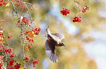 Wall Mural - cedar waxwing with red berries