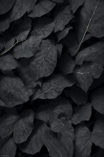 Leaf On Black Background