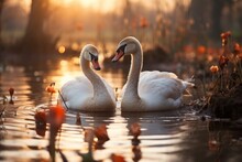 Swans Swim On A Quiet Lake. Soft Light Of The Morning Sun. Graceful And Calm Scenes With Animals, Concept: Romantic And Natural Themes