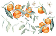 Set Of Mandarin Branches With Green Leaves And Flower. Hand Drawn Tangerines Isolated Background. Watercolor Clipart Illustrations. Collection Of Citrus Fruits. Orange Botanical Painting