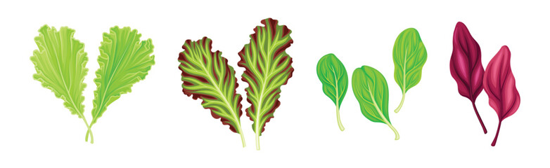 Wall Mural - Leaf Vegetables or Salad Greens as Edible Plant Vector Set