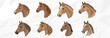 Illustrationen von majestätischen Pferden | Vektor Grafik Bündel für verschiedene Anlässe
