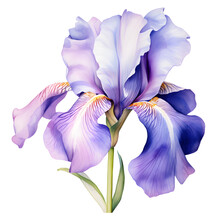 Illustration Of A Purple Iris Flower Isoltaed On White Background