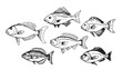 Collection of fish sketch hand drawn engraving style illustration