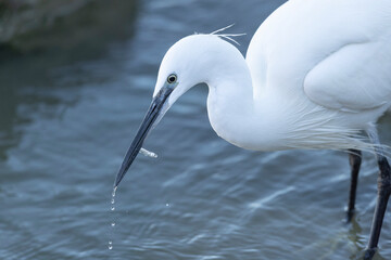 Little Egret Egretta garzetta in close view