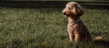 Side View On Adorable Apricot Poodle Lying On The Grass In The Park After Training.Banner With Place For Text