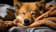 Cute puppy sleeping on a fluffy pillow, indoors, comfortable and cozy generated by AI
