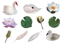 Delicate Set Of Watercolor Isolated Light Pink Swans, Waterlilies, Buds, Leaves, Feathers, Little Swan For Stickers,baby Design, Wedding Invitations 2024, Postcards, Spa Design, Posters, Patterns