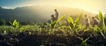 Agriculture Farmer are working in young green corn growing on the field at sun rises in the morning Growing young green corn seedling sprouts in cultivated agricultural farm field. Copy space image