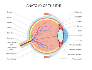 Canvas Print - Eye anatomy poster